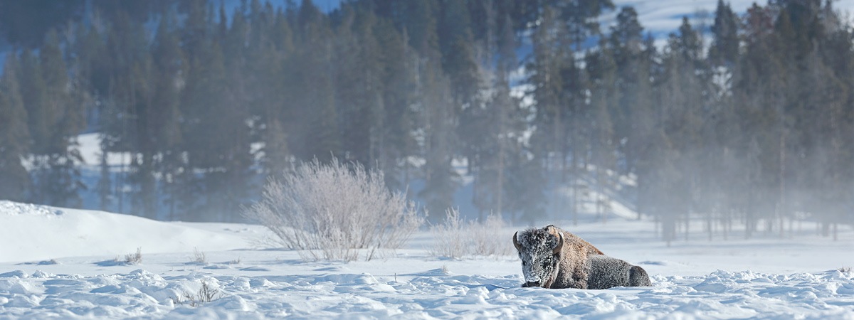 Yellowstone Bison